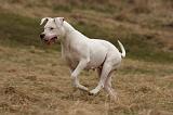 DOGUE ARGENTIN 220